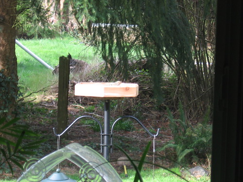 Finch in feeder tray