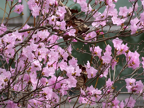 Missouri Botanical (Shaw's) Garden, in Saint Louis, Missouri, USA - pink flowers 1