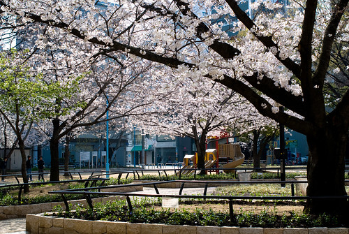 堀江公園にて 桜
