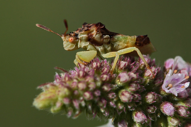 Pennsylvania Ambush Bug (Phymata pennsylvanica) female