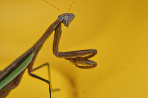 pensive mantis contrast