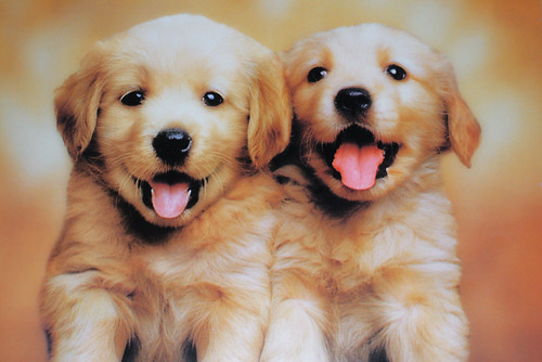 cute anime puppies. Cutest. Puppies.