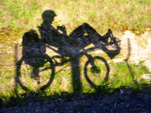 Recumbent shadows in the King Country, New Zealand