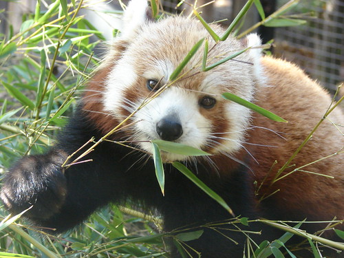red panda standing. The Red Panda is one of my