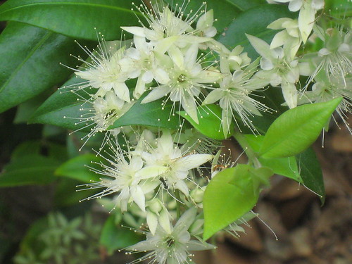 Backhousia Myrtifolia IMG_2636