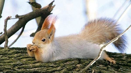 very relaxed squirrel snacking