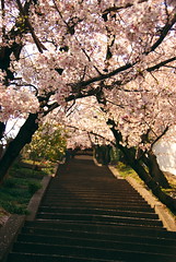 Sakura no Kaidan