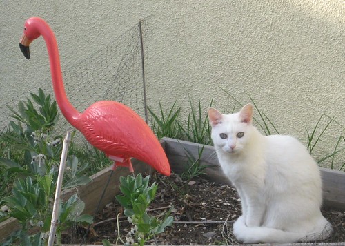 Daisy and the Flamingo
