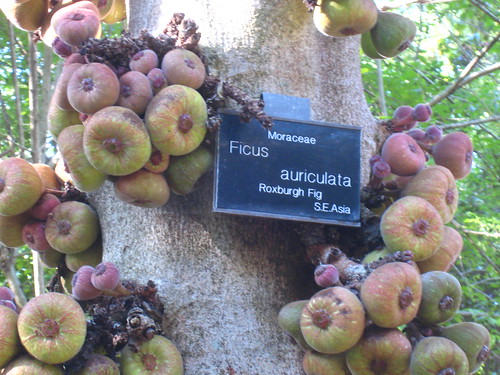 Ficus auriculata IMG_1347