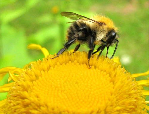 Bumblebee on daisy