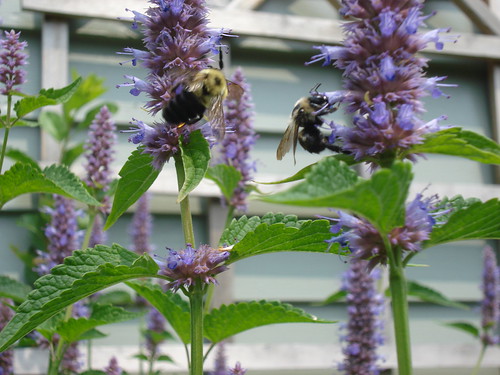bees love the veronica