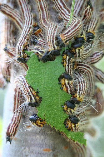 sawfly larvae having a group feed