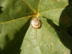 Shell and leaf