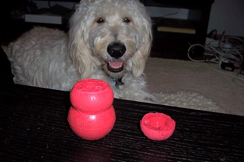 Lacey bit her Kong in half.  Is that Legal?