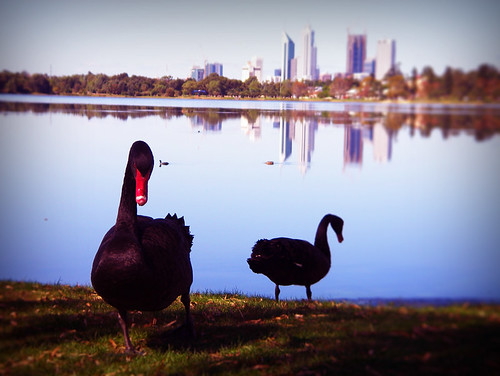 Day 341 -The Black Swans of Perth