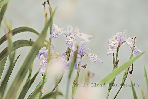 irises-by-pond