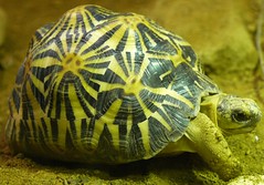 Polished Turtle Shell