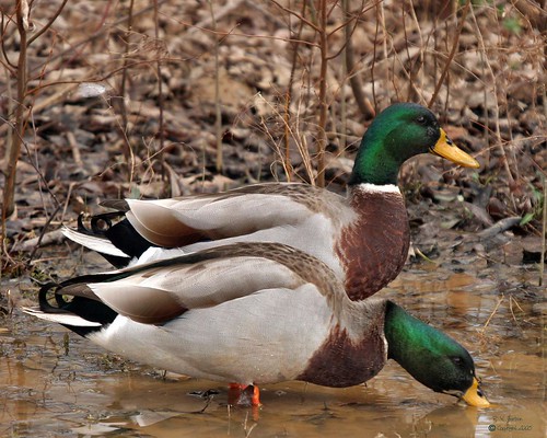 Mallard Ducks by ron246_98.