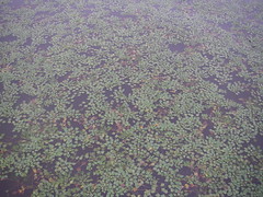 菱藻