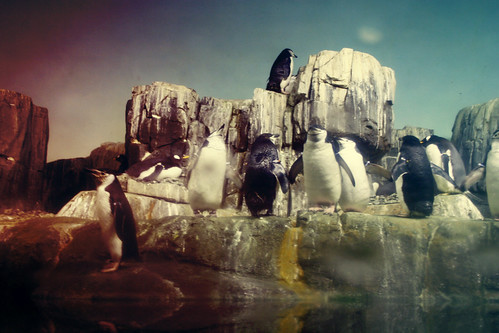 pinguinitos