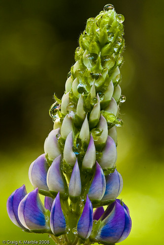 Lupines (2 of 2)