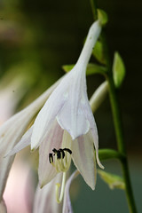 hosta bloom closeup