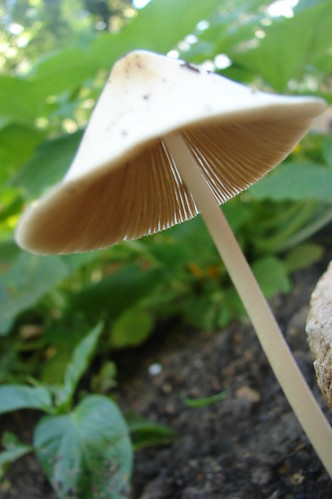 Perfect Mushroom