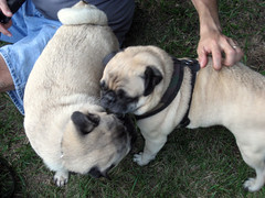 norman and pugsley