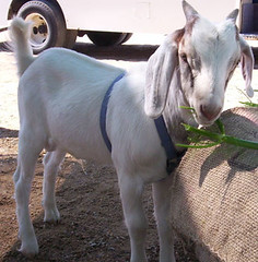 Meet Mac the Goat!