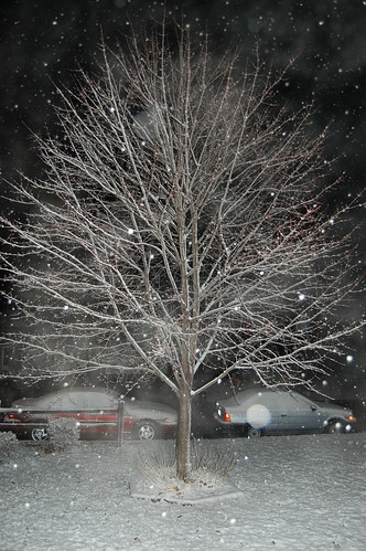 snowy tree!