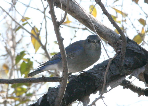 Mountain Bluebird Perched 20081112