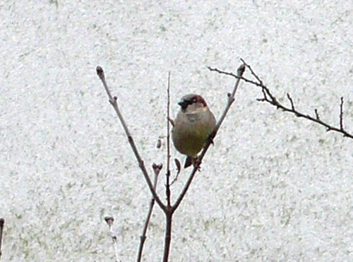Sparrow in garden