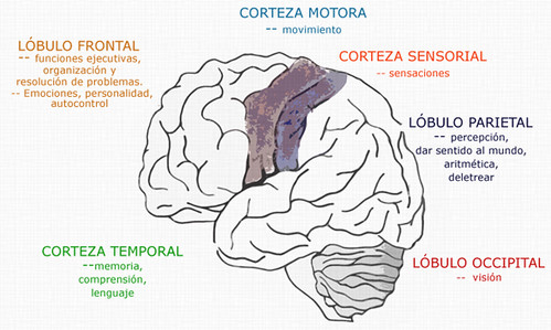 Funciones Básicas Cerebro