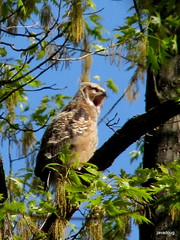 Big Yawn - Great-horned Owl