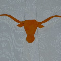 Texas longhorn