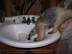 Drinking from the drain