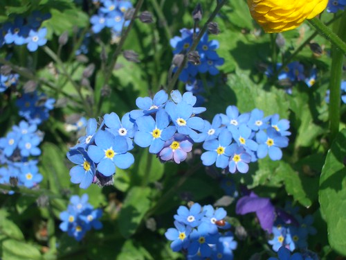 Forget-Me-Not — my favorite flowers.
