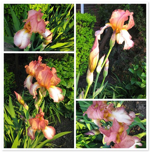 Irises from Sher's garden