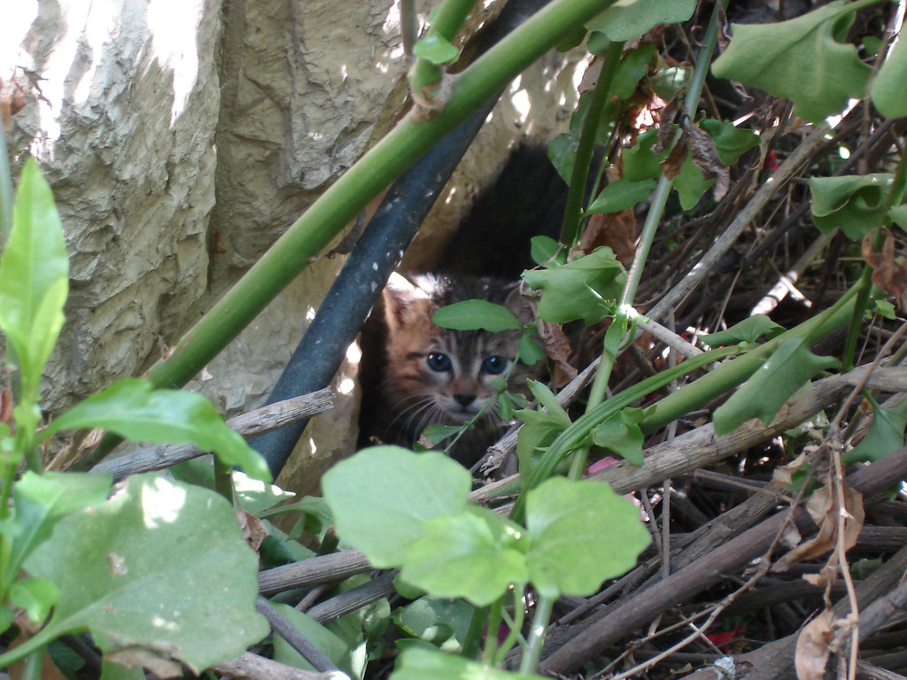 Kitten in the brush