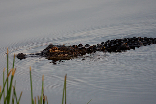 Alligator in June-27thTee