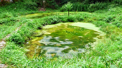 Pond in Feldbrunnen