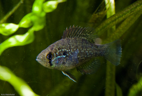 Blue Spotted Sunfish