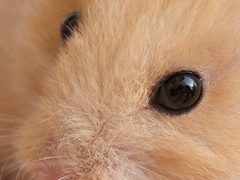 The eye of the golden hamster