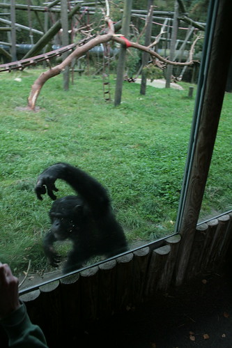Here the chimpanzees tease the visitors