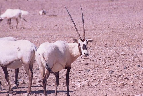 阿拉伯大角羚羊在保護區內目前僅剩65隻。