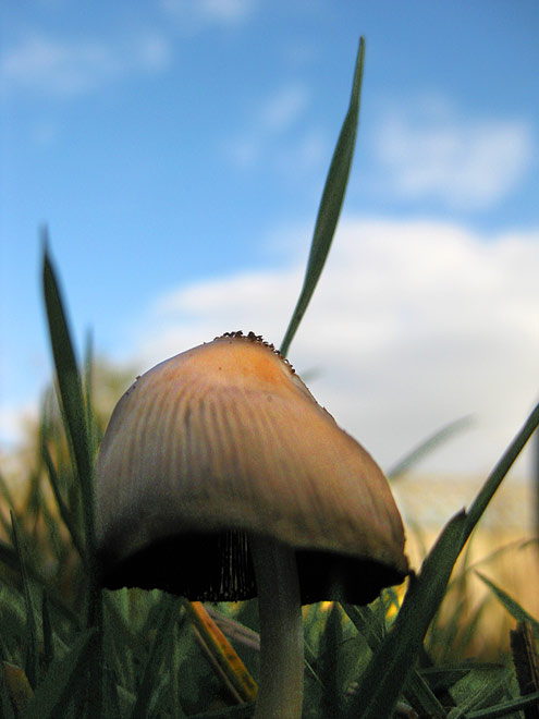 mushroom10
