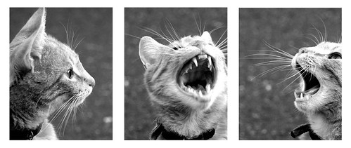 rawr. miaow. yawn.