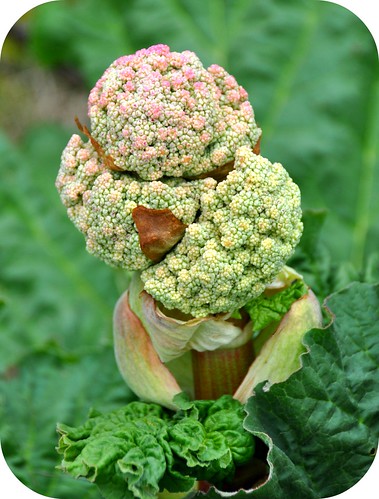 Rhubarb Bloom