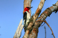Red-headed Woodpecker {Melanerpes erythrocephalus} by Birdfreak.com