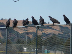 T Vulture